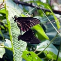 PAPILIONIDAE, Battus